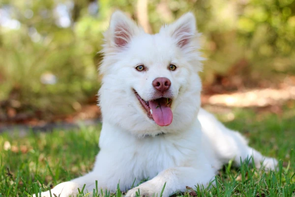 Dog-Scanner-aplicativo-para-descobrir-a-raca-de-cachorro