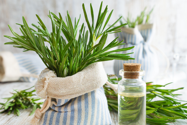 Afaste as Baratas da Sua Casa com Essas Plantas