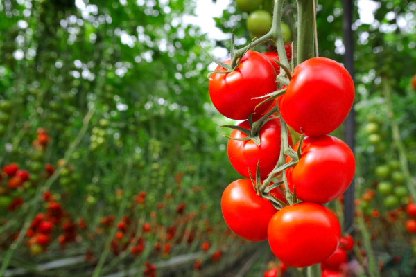 Como Plantar Tomate e Ter Frutos Orgânicos